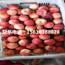 新品种中蟠13号桃树苗、中蟠13号桃树苗价格及基地图片