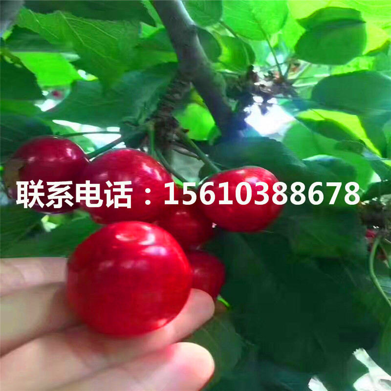 1公分櫻桃小苗繁育基地