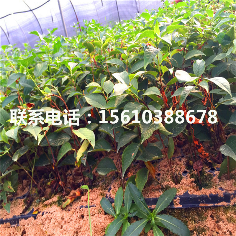 1公分櫻桃小苗繁育基地