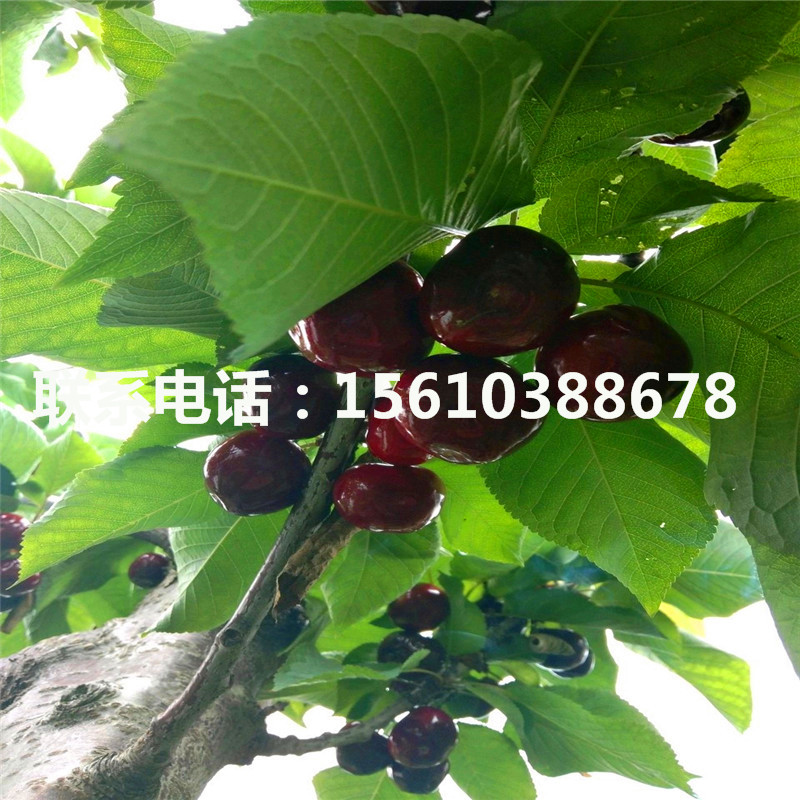 6公分櫻桃小苗種植技術(shù)