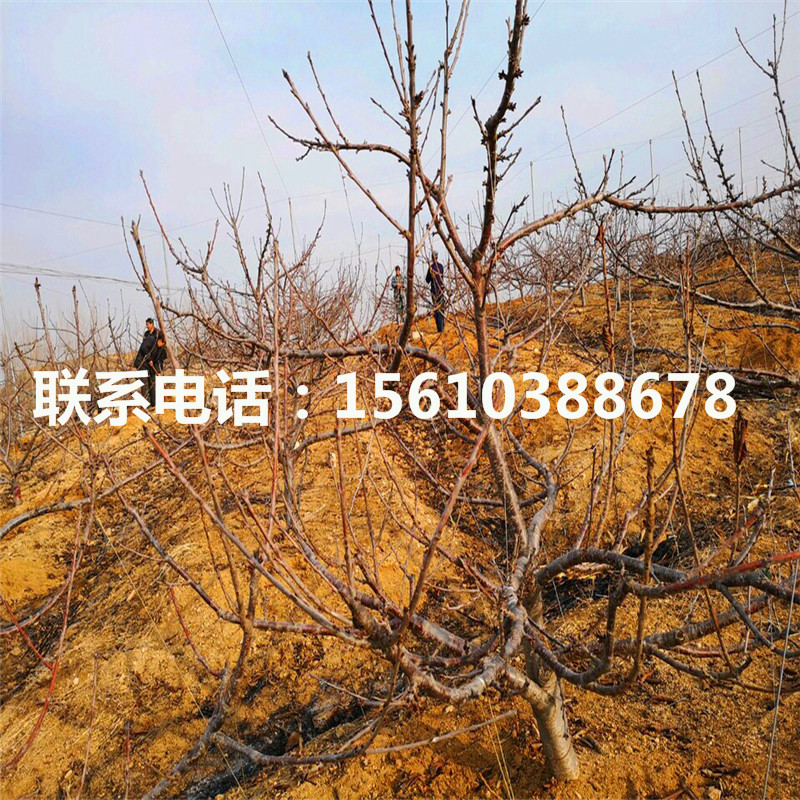 5公分櫻桃小苗種植基地