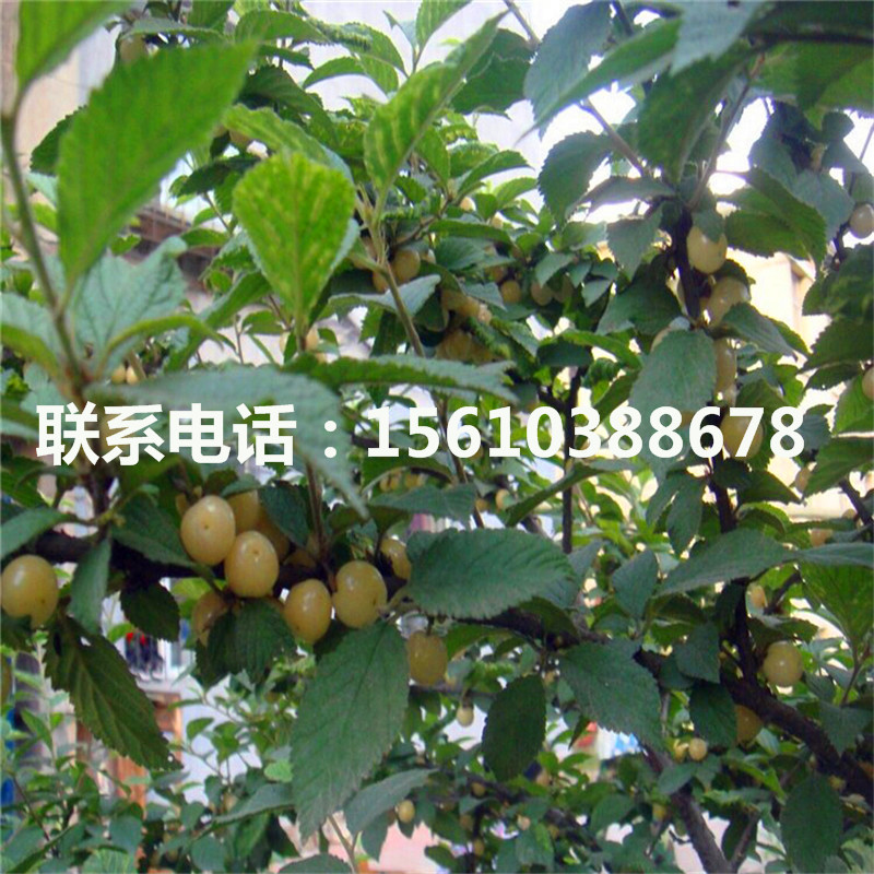 1公分櫻桃小苗上車價(jià)格