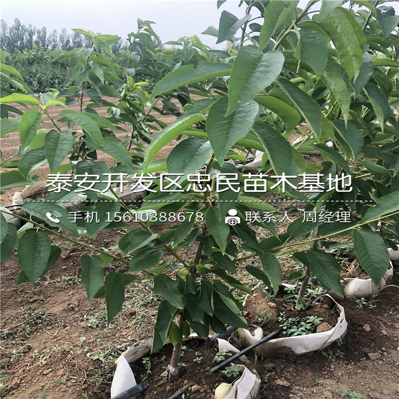 櫻桃小苗基地