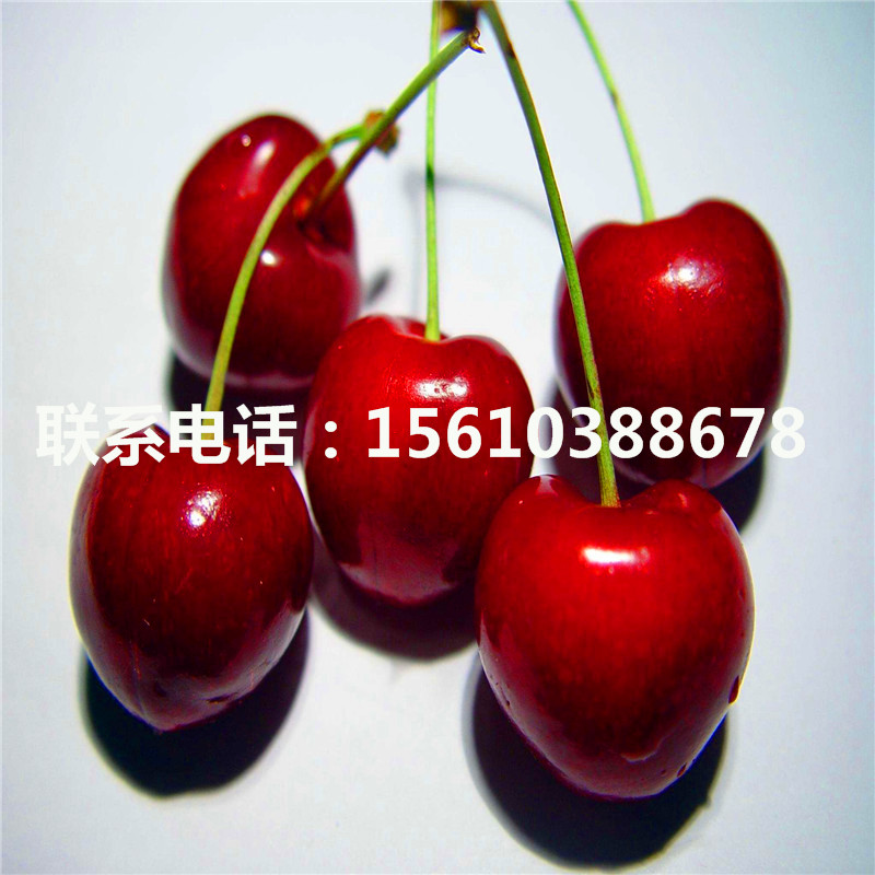 4公分櫻桃小苗單價(jià)及價(jià)格