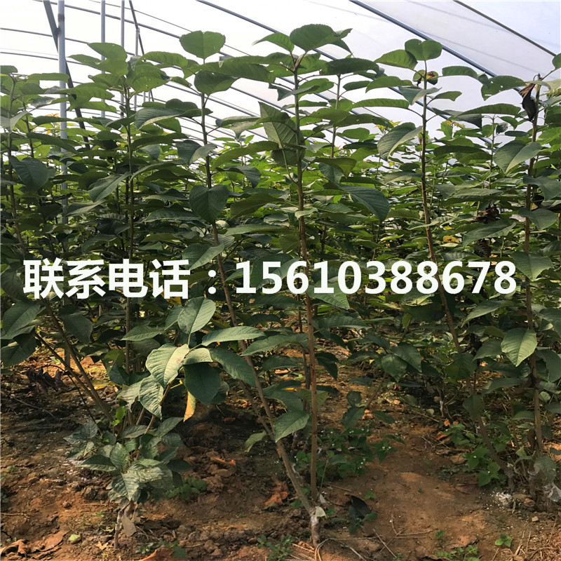 求購(gòu)櫻桃小苗、櫻桃小苗批發(fā)基地
