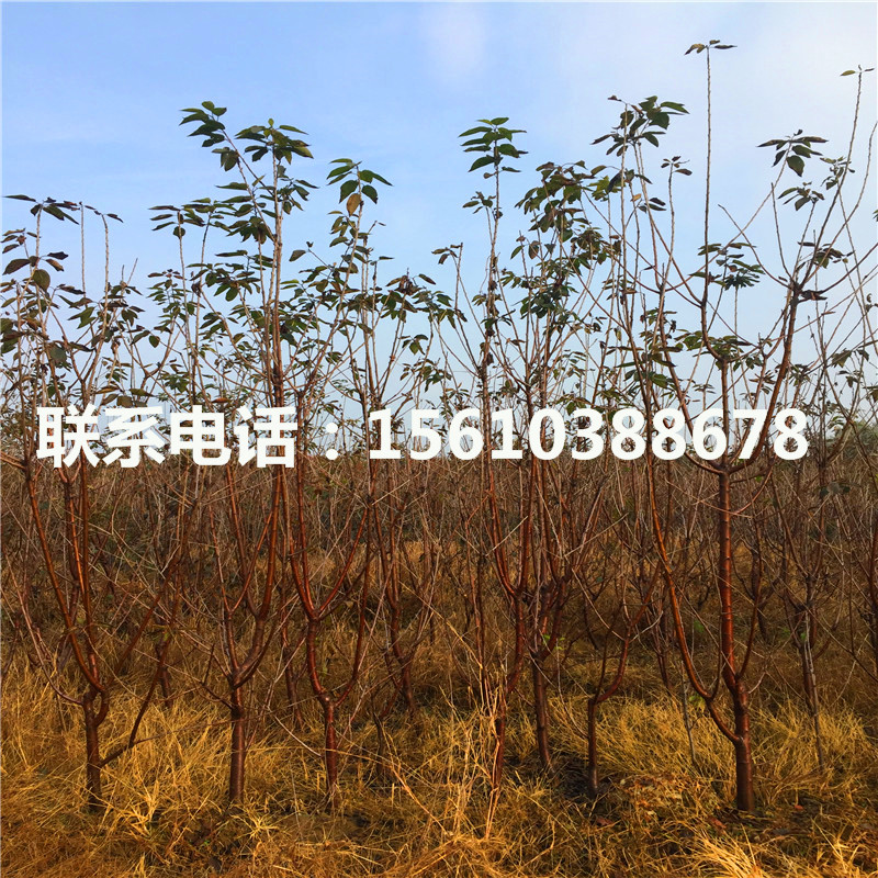 5公分櫻桃小苗出售單價