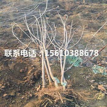 櫻桃小苗基地
