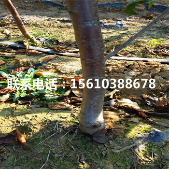 2公分櫻桃小苗價(jià)格低