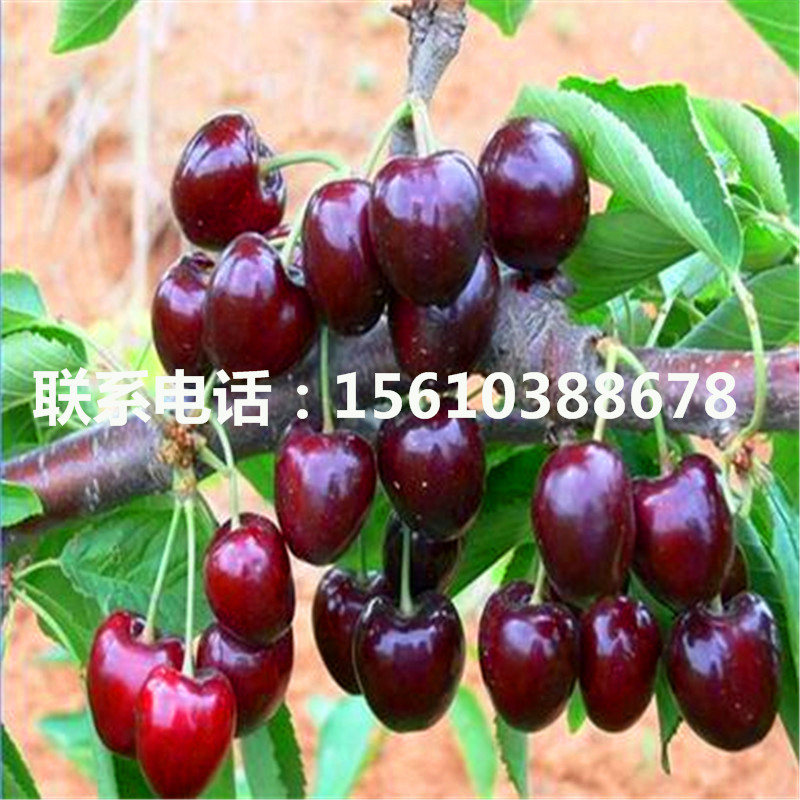 1公分櫻桃小苗上車價(jià)格