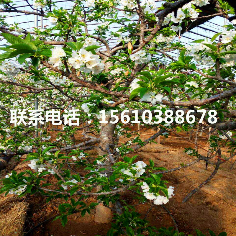 5公分櫻桃小苗出售單價