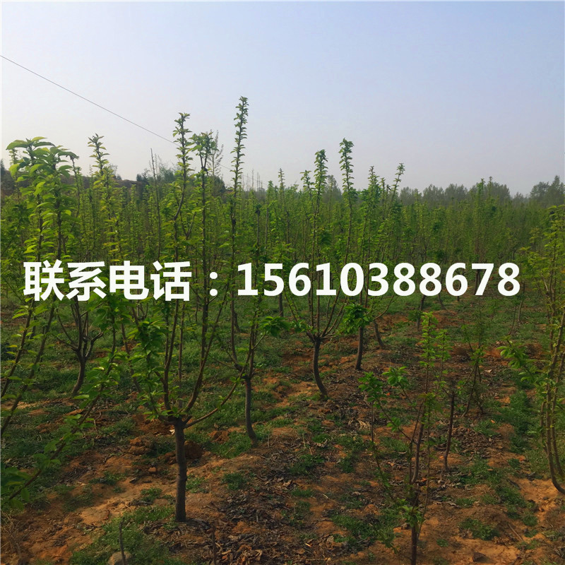 2公分櫻桃小苗價格低