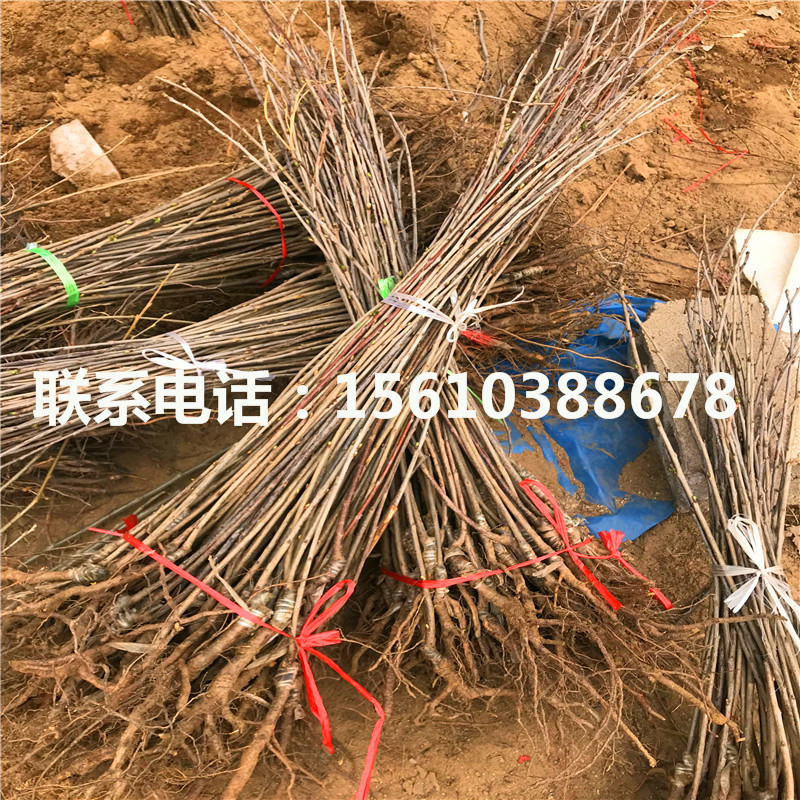 1公分櫻桃小苗繁育基地