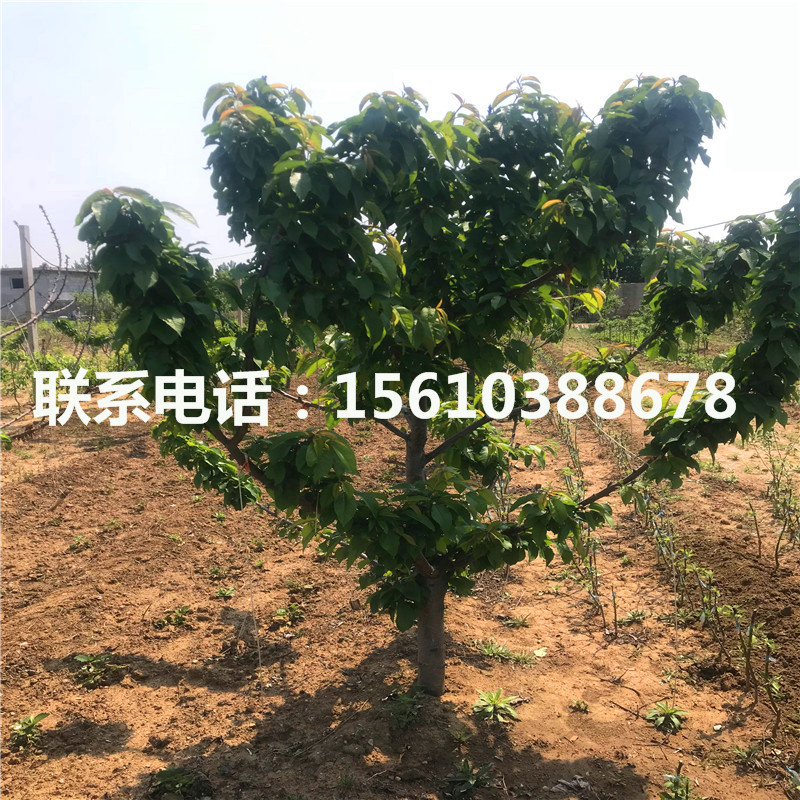 6公分櫻桃小苗種植技術(shù)