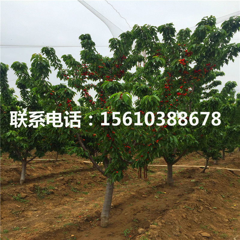 4公分櫻桃小苗單價(jià)及價(jià)格