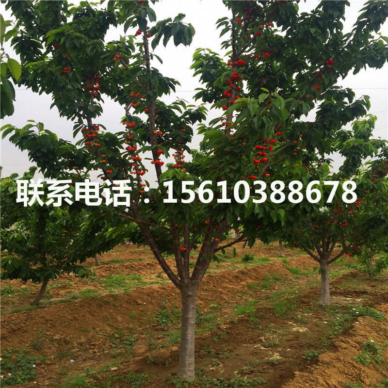 2公分櫻桃小苗價格低