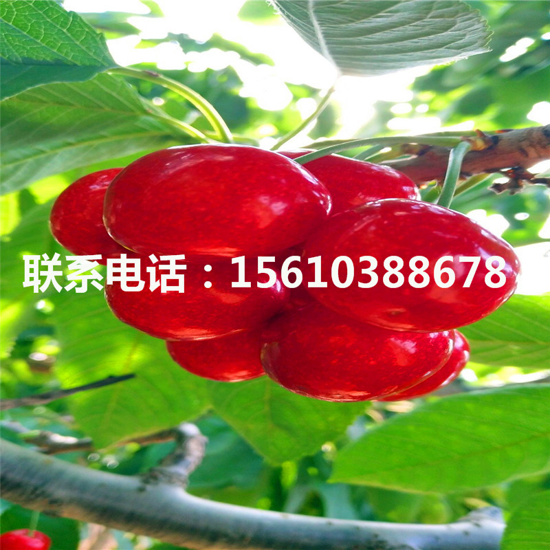 求購(gòu)櫻桃小苗、櫻桃小苗批發(fā)基地