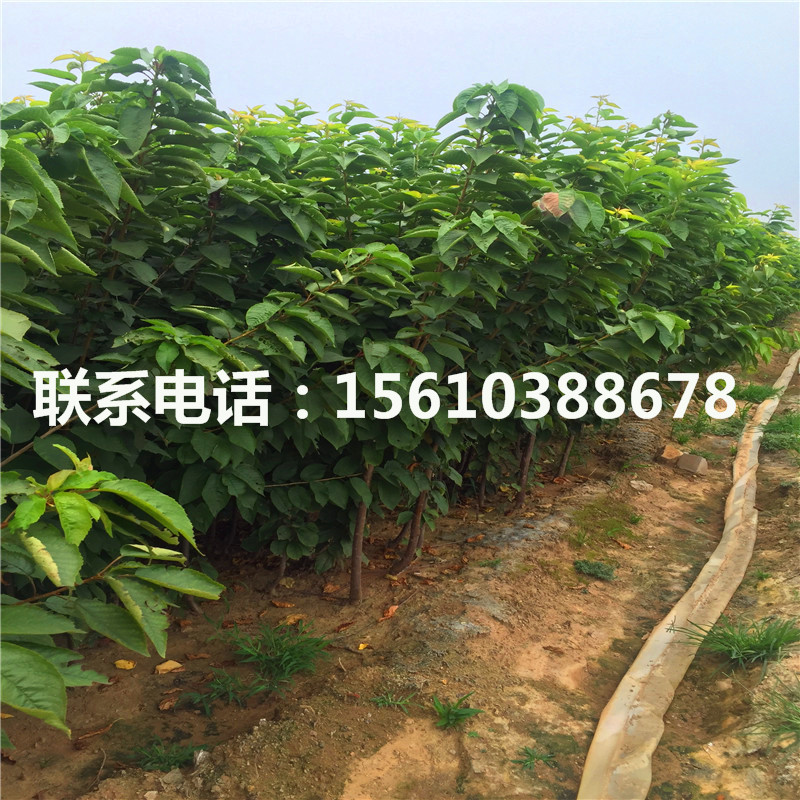 5公分櫻桃小苗種植基地