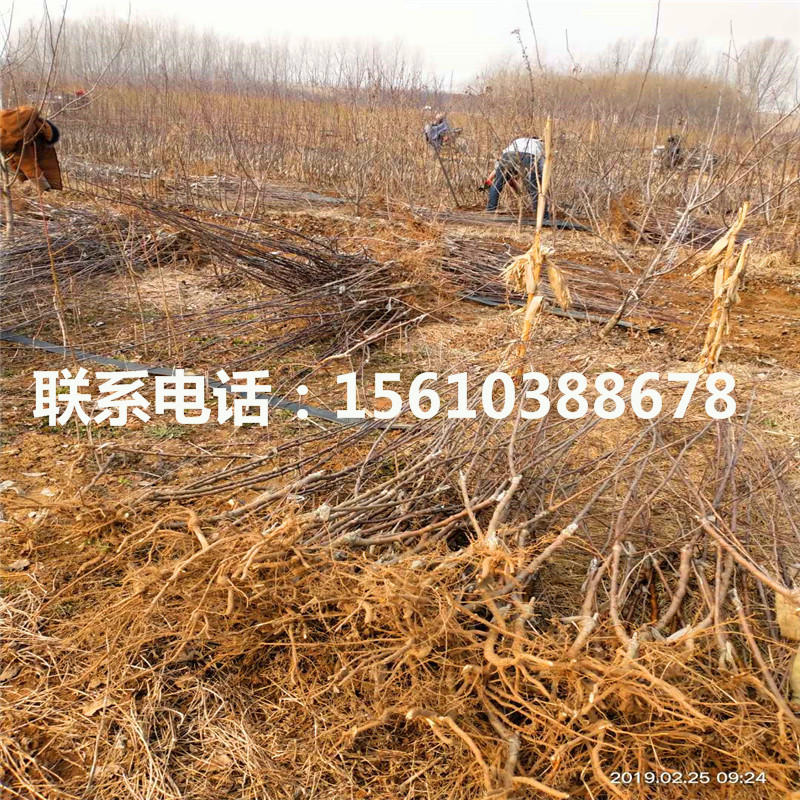 4公分櫻桃小苗單價(jià)及價(jià)格