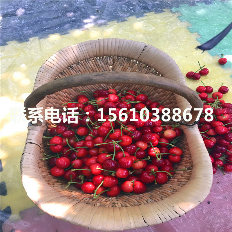 2公分櫻桃小苗價格低