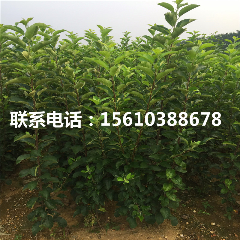 拓季蘋果苗價(jià)格公示、拓季蘋果苗基地價(jià)格