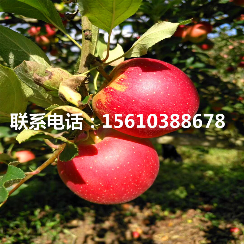 美味蘋果苗報價、美味蘋果苗出售及價格