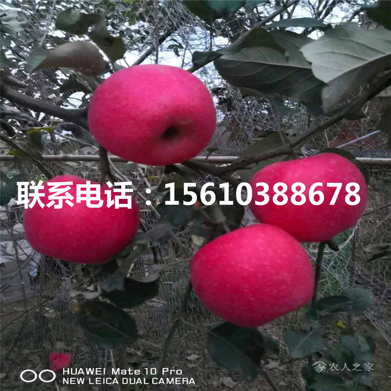 寒富蘋(píng)果苗價(jià)錢(qián)、寒富蘋(píng)果苗出售及價(jià)格
