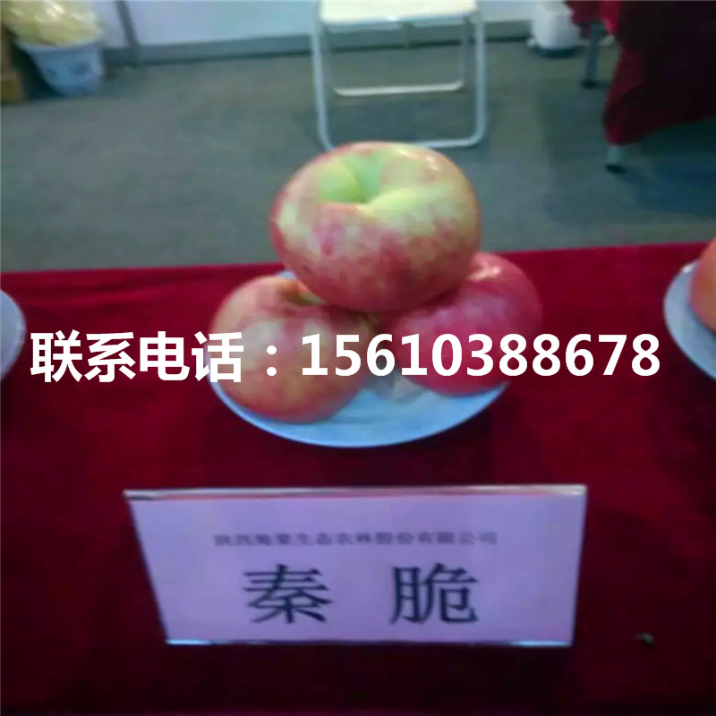 美味蘋果苗報價、美味蘋果苗出售及價格