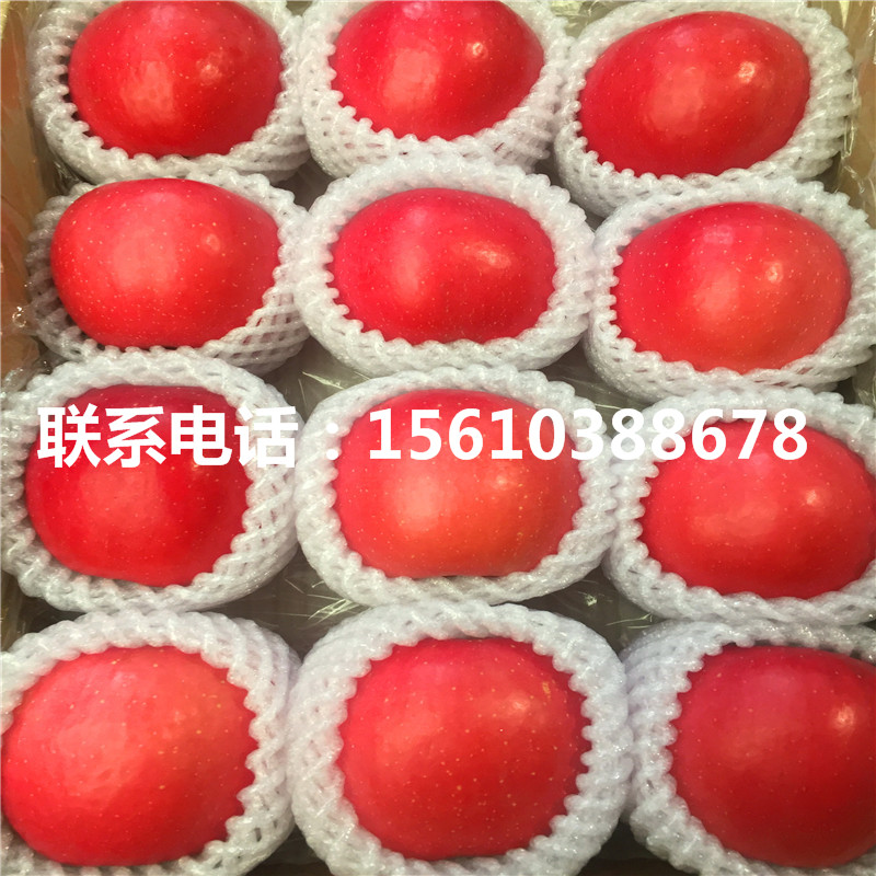 拓季蘋果苗價位、拓季蘋果苗批發(fā)基地
