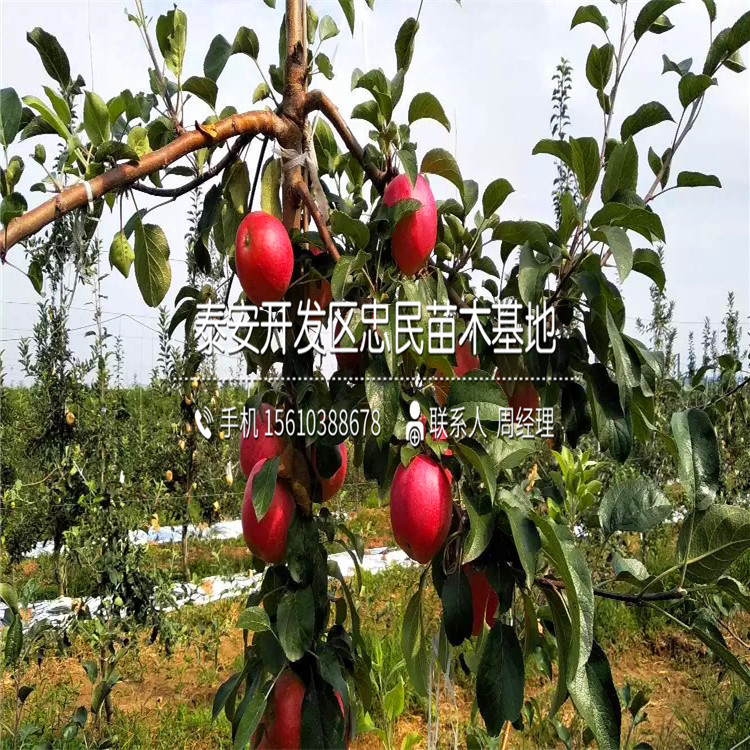 水蜜桃苹果苗基地、水蜜桃苹果苗一棵价格