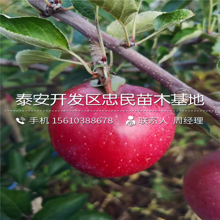 花牛蘋果苗價(jià)格、花牛蘋果苗基地及報(bào)價(jià)