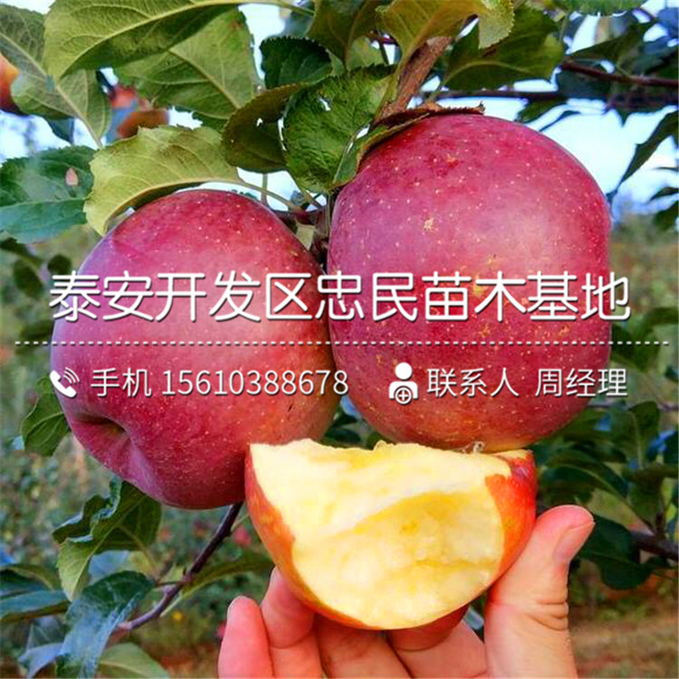 美味蘋果苗報價、美味蘋果苗出售及價格