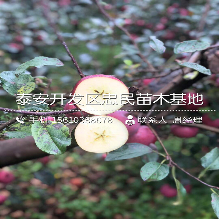 拓季蘋果苗價位、拓季蘋果苗批發(fā)基地