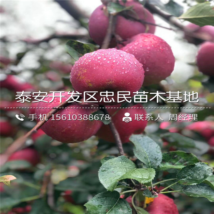 4公分蘋果苗報(bào)價(jià)、4公分蘋果苗幾元一棵