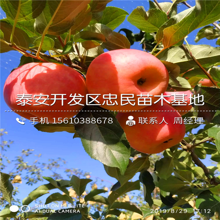 小國光蘋果苗批發(fā)、小國光蘋果苗一棵價(jià)格