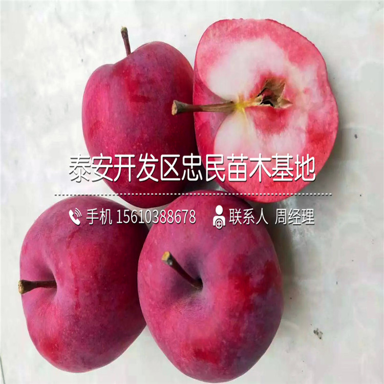 黑鉆蘋果苗報價、黑鉆蘋果苗基地價格