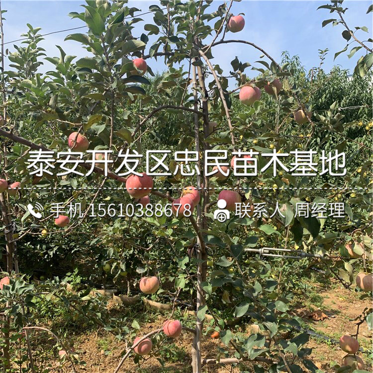 美味蘋果苗報價、美味蘋果苗出售及價格