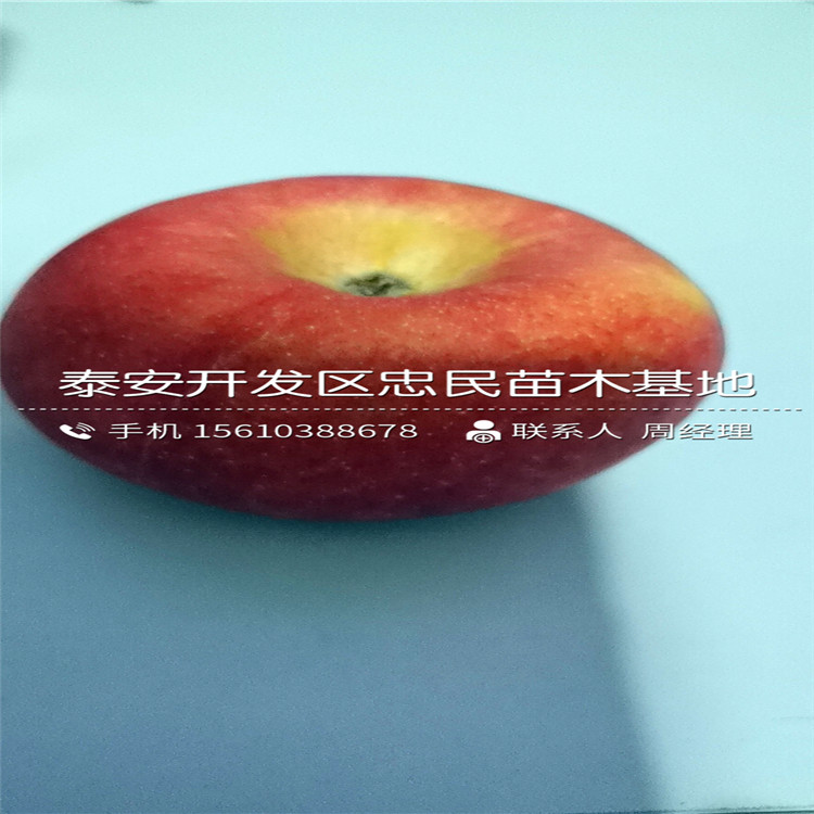 拓季蘋果苗價位、拓季蘋果苗批發(fā)基地