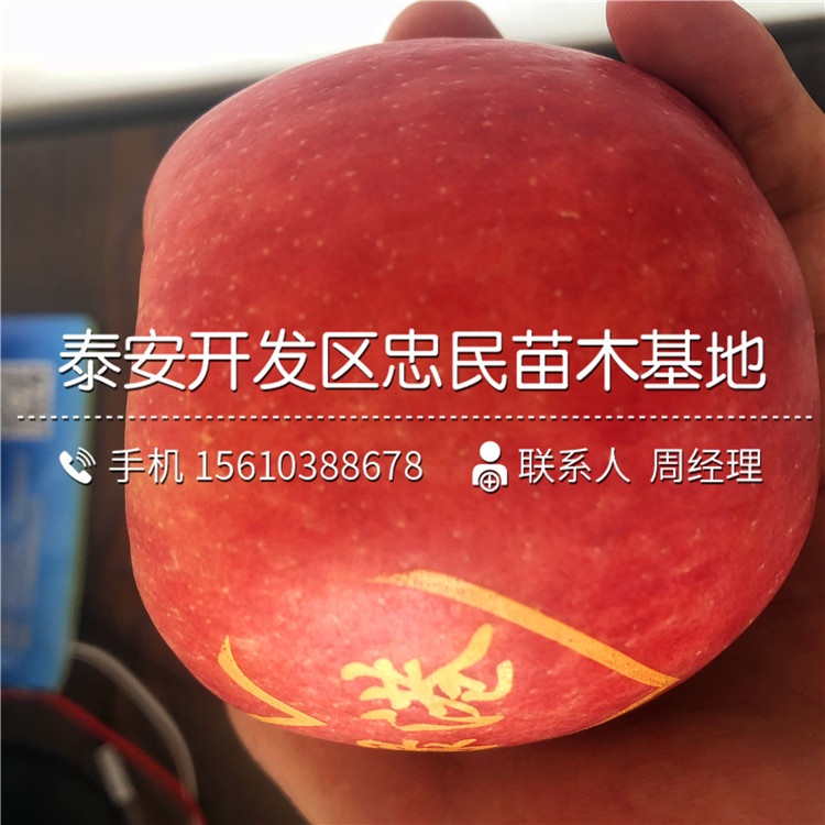 花牛蘋果苗價(jià)格、花牛蘋果苗基地及報(bào)價(jià)