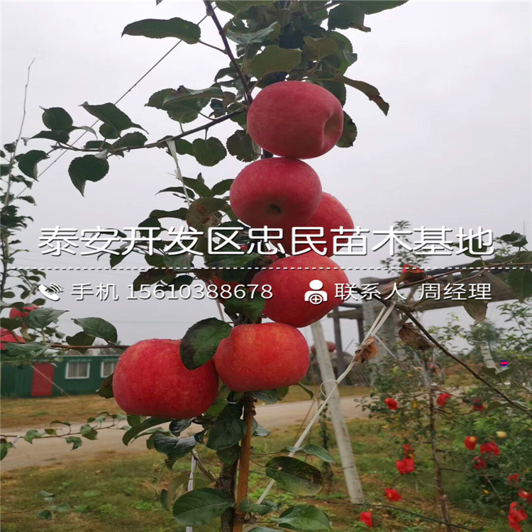 小國光蘋果苗批發(fā)、小國光蘋果苗一棵價(jià)格