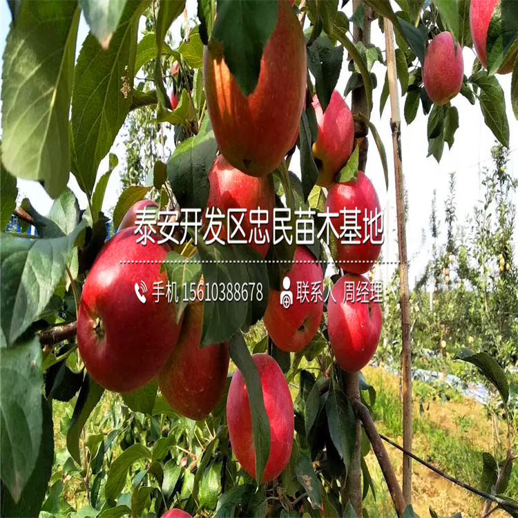 小國光蘋果苗批發(fā)、小國光蘋果苗一棵價(jià)格