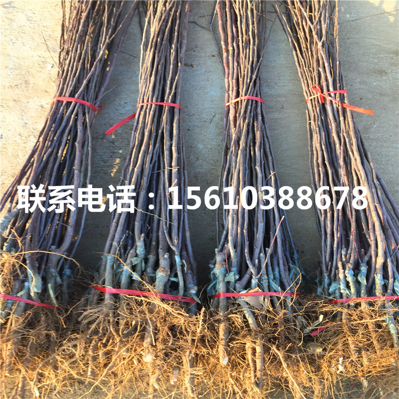 黑鉆蘋果苗報價、黑鉆蘋果苗基地價格