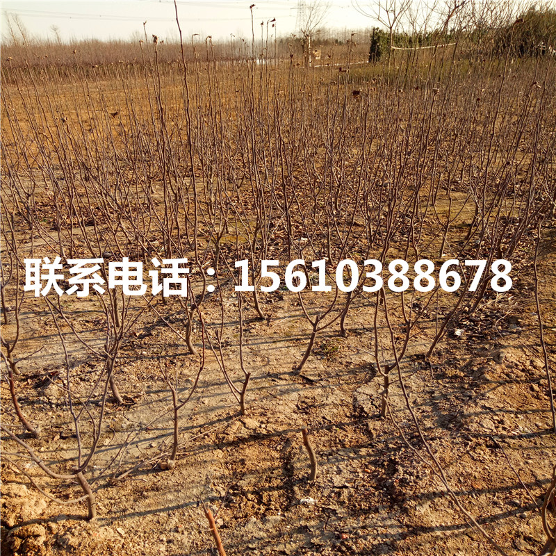 魔笛蘋果苗價(jià)錢、魔笛蘋果苗品種介紹