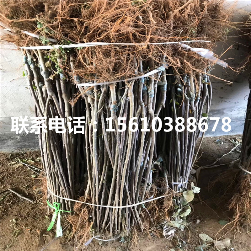 望香红苹果苗出售基地、望香红苹果苗批发基地