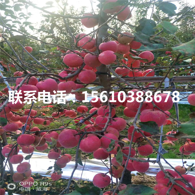 寒富蘋(píng)果苗價(jià)錢(qián)、寒富蘋(píng)果苗出售及價(jià)格