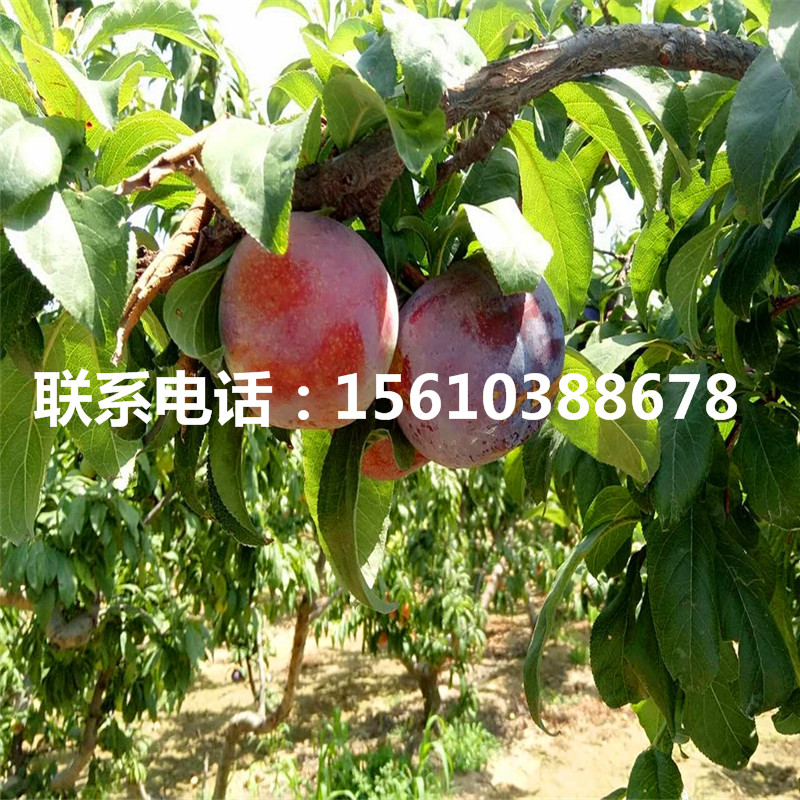 味厚李子苗單價、味厚李子苗購買價格