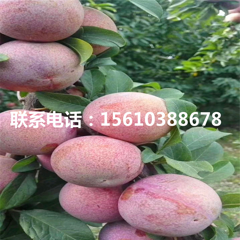 2020年半邊紅李子苗、半邊紅李子苗2020年價格