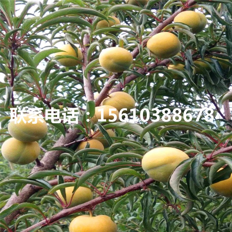 藍(lán)蜜李子苗基地價(jià)格、藍(lán)蜜李子苗出售
