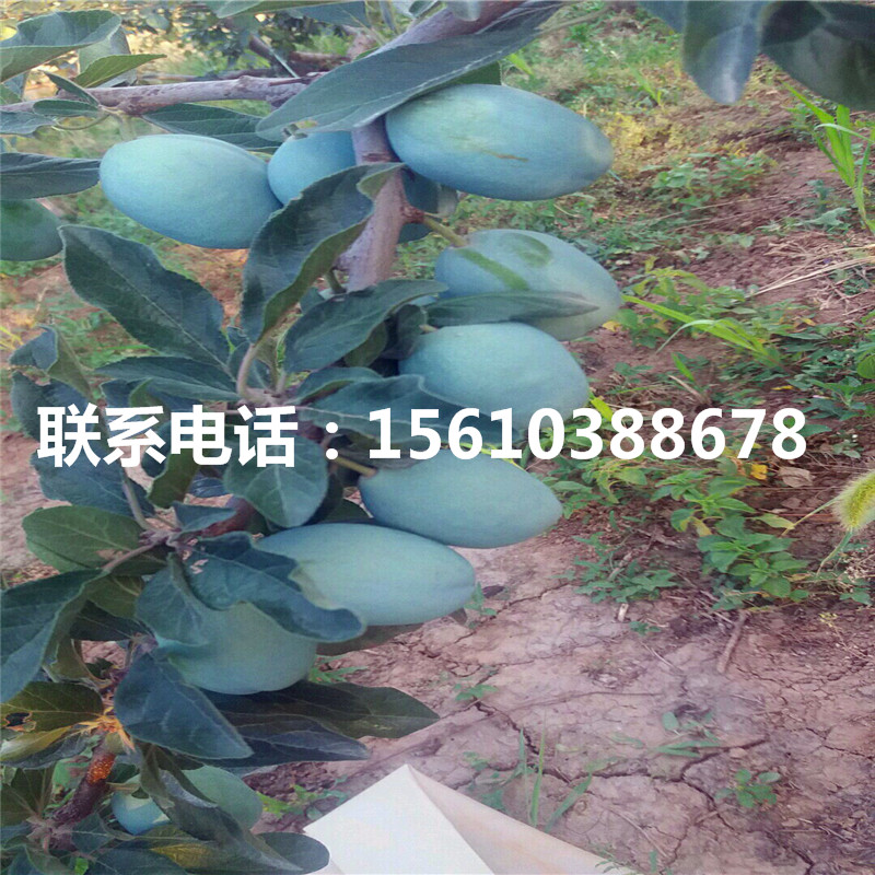 味馨李子苗銷售價(jià)格、味馨李子苗批發(fā)