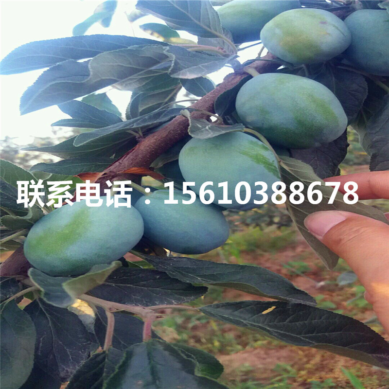 味馨李子苗銷售價(jià)格、味馨李子苗批發(fā)