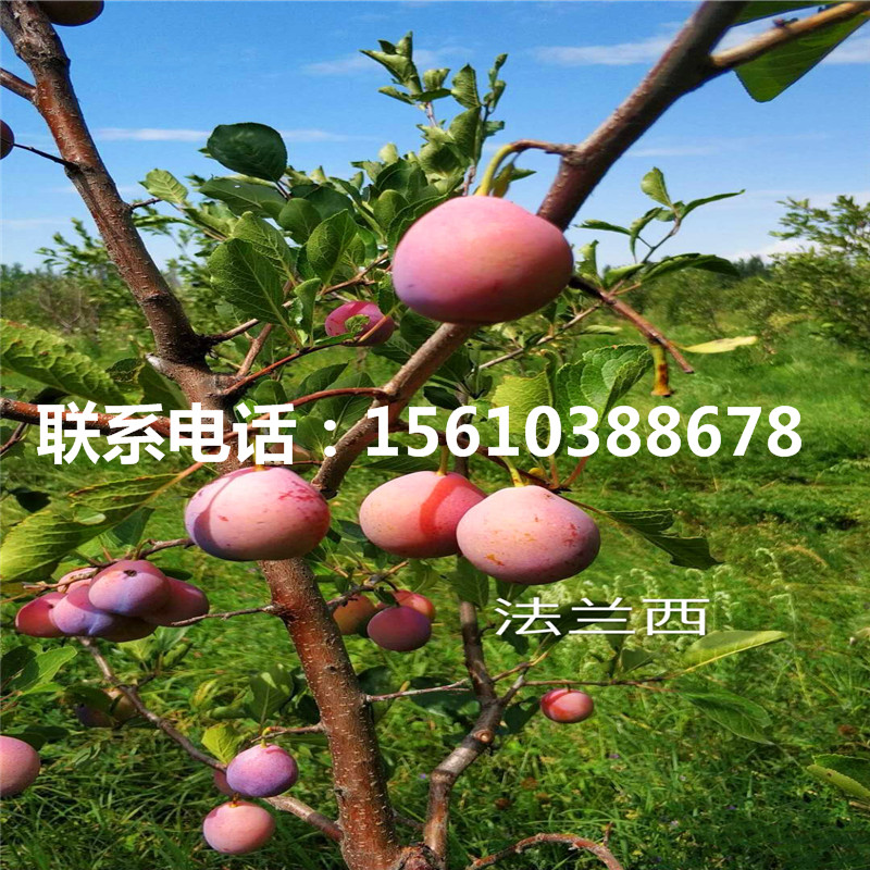 2公分李子苗出售基地、2公分李子苗批發(fā)價位